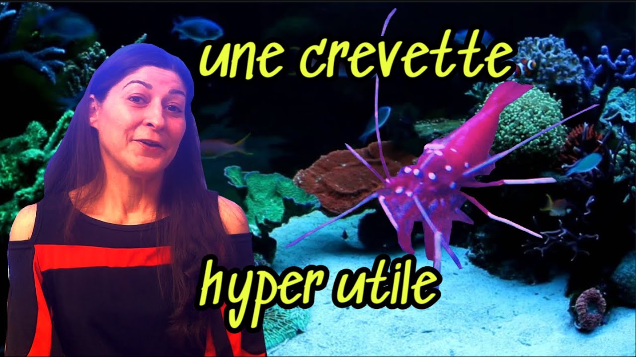 ces CRUSTACÉS sont bien UTILE dans votre bac