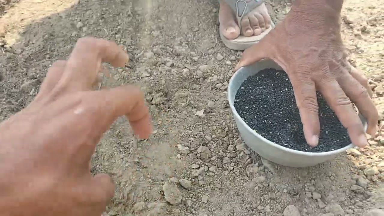 پیاز کی پنیری لگانے کا طریقہ کار کہ 30 سے 35 دن میں تیار ۔۔#onion #farming #