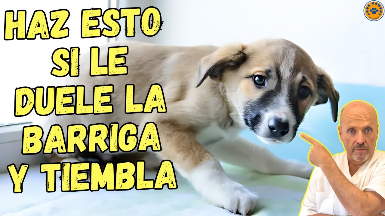 🚨 A MI PERRO LE DUELE LA BARRIGA Y TIEMBLA &iquest;QUE PUEDO HACER? 🚨