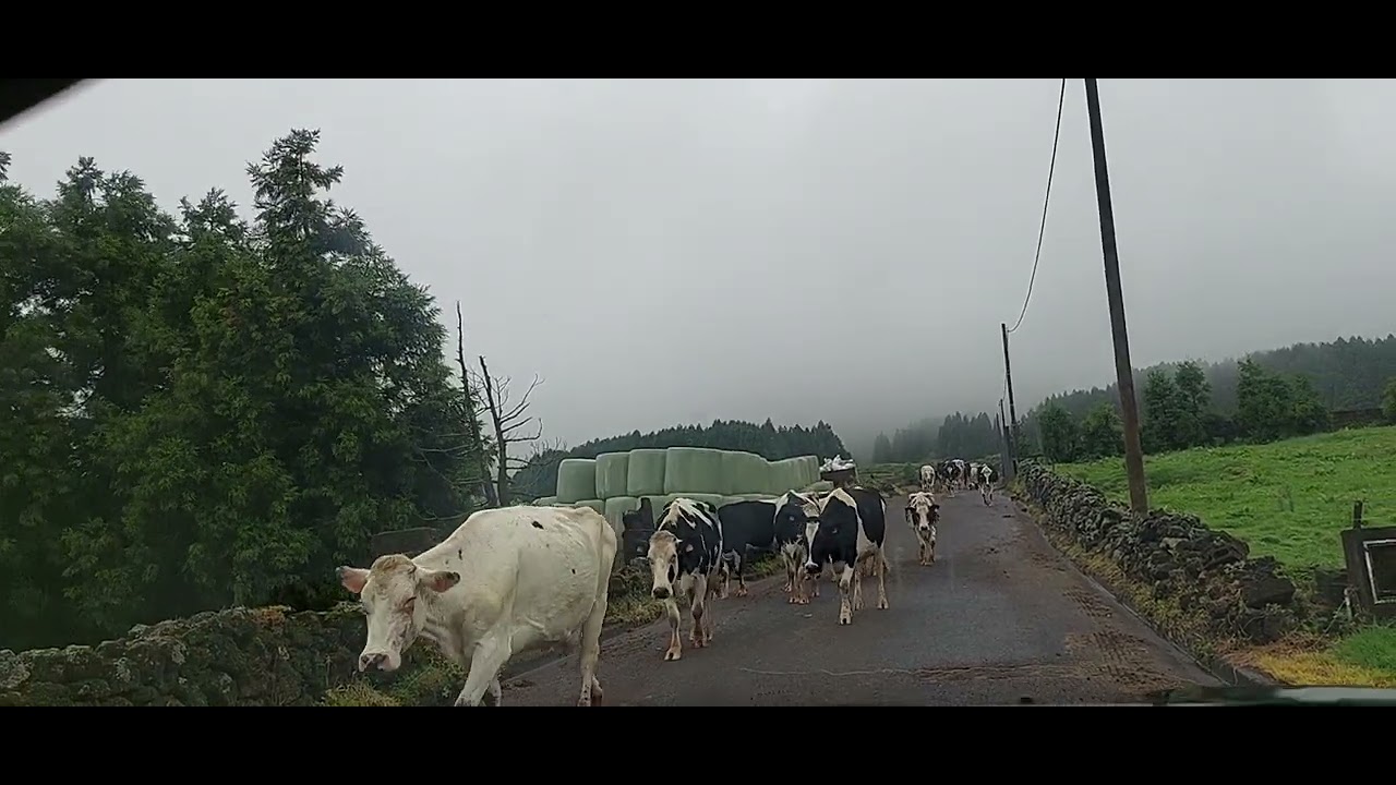 Viagem São  Miguel Açores  Set.2022 Vacas