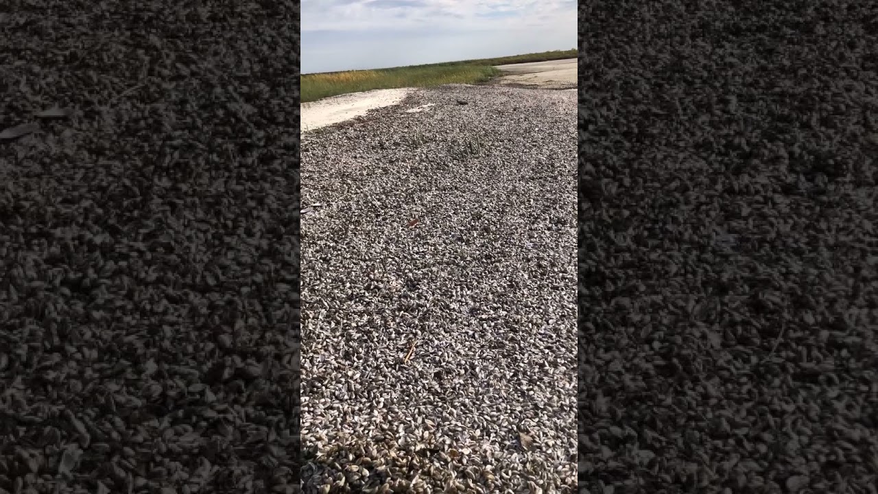 Zebra Mussels Lake Winnipeg Sept  2021 2
