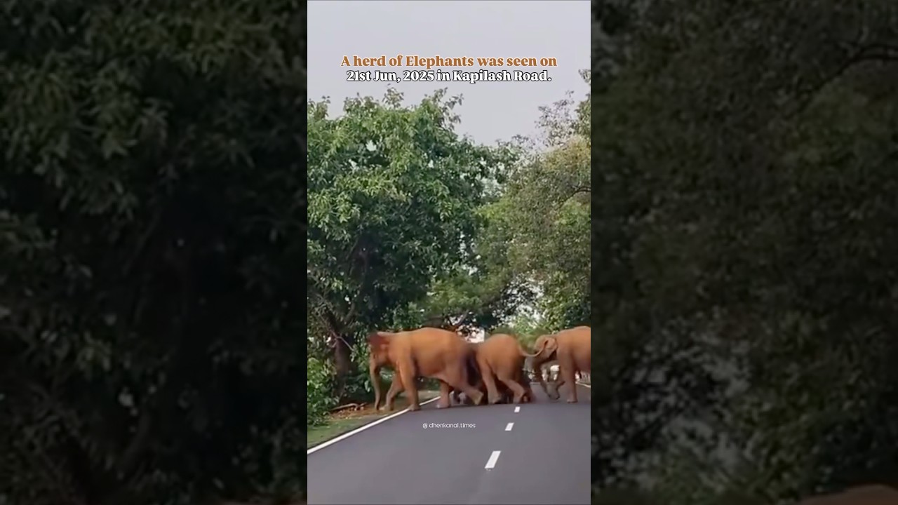 #dhenkanal #odisha #cuttack #elephant #elephantattack #elephants #kapilash #animal #animals #puri