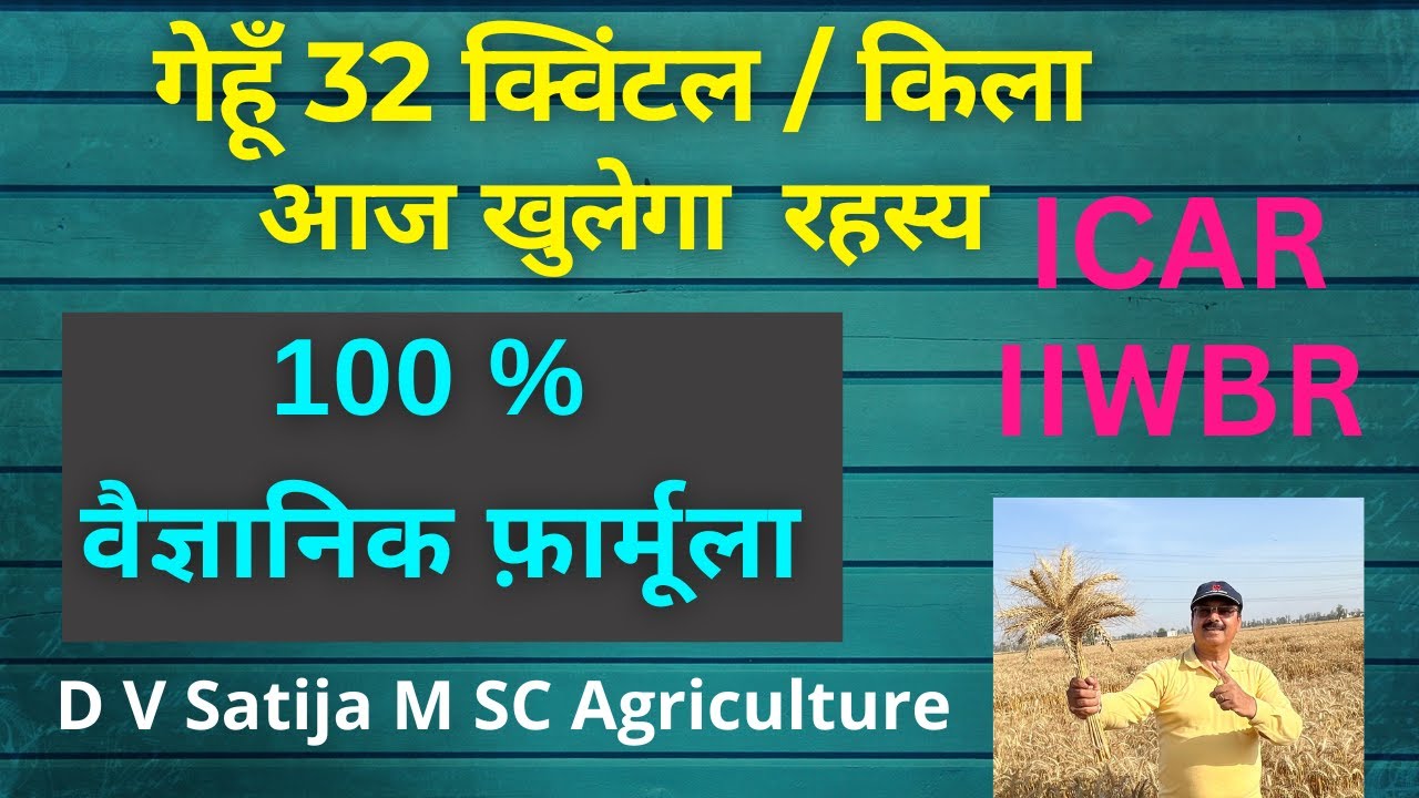 Gehu ki paidawar 150% kaise badhaye  | first nod & jhanda patta |  lihosin ,  npk, tabuconazole |