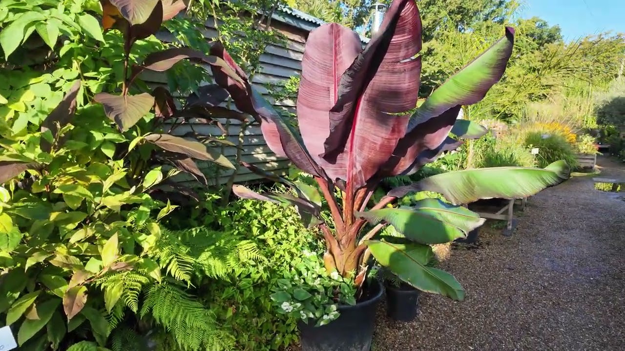 Exotic gardening in Autumn, do's and don'ts