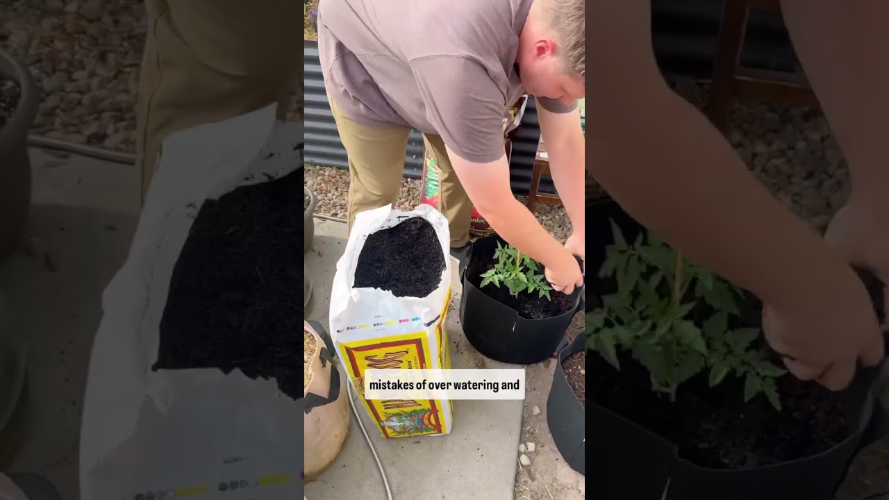 Grow Bags are the Best Inexpensive Garden Container!