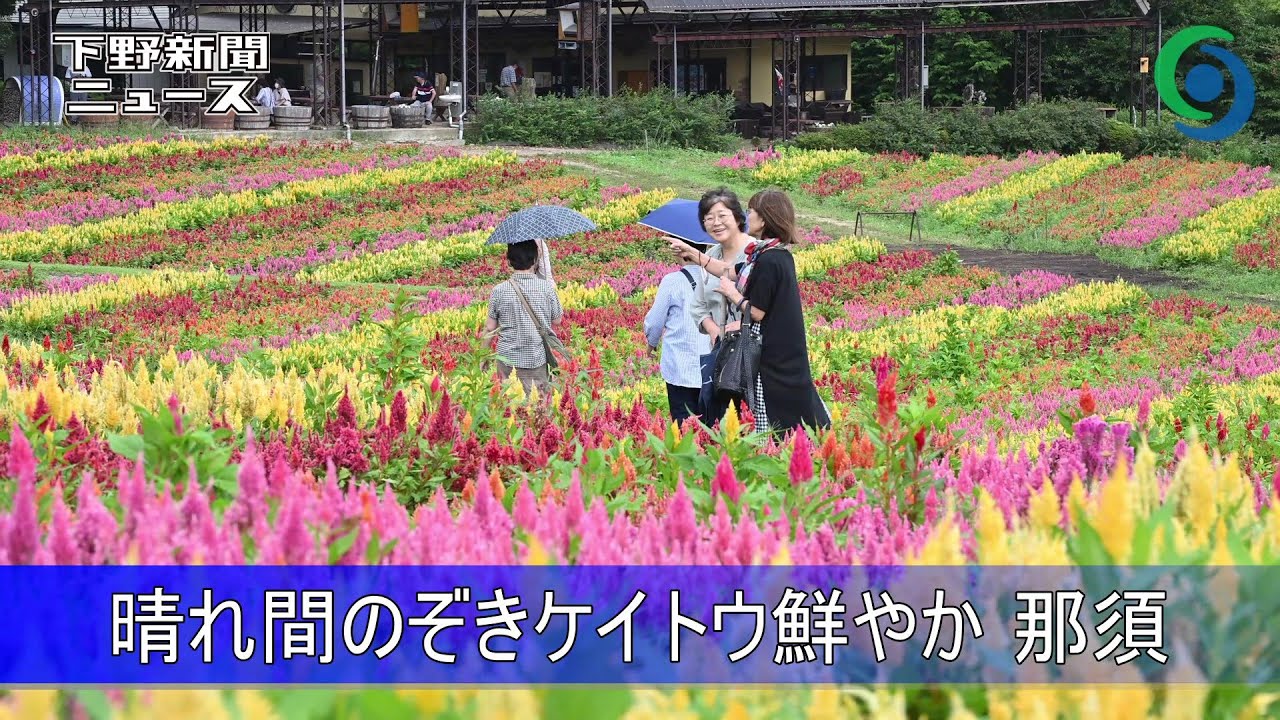 晴れ間のぞきケイトウ鮮やか 那須