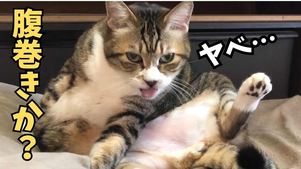 どうしてもお腹を舐めたい猫 VS お腹を守りたい飼い主｜腹巻きに挑戦