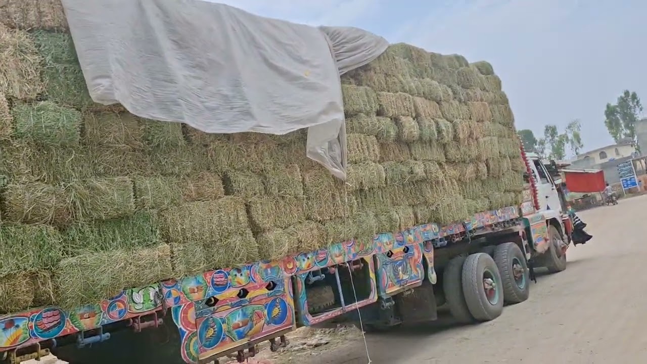 Alfalfa hay in rawalpindi 03220966288