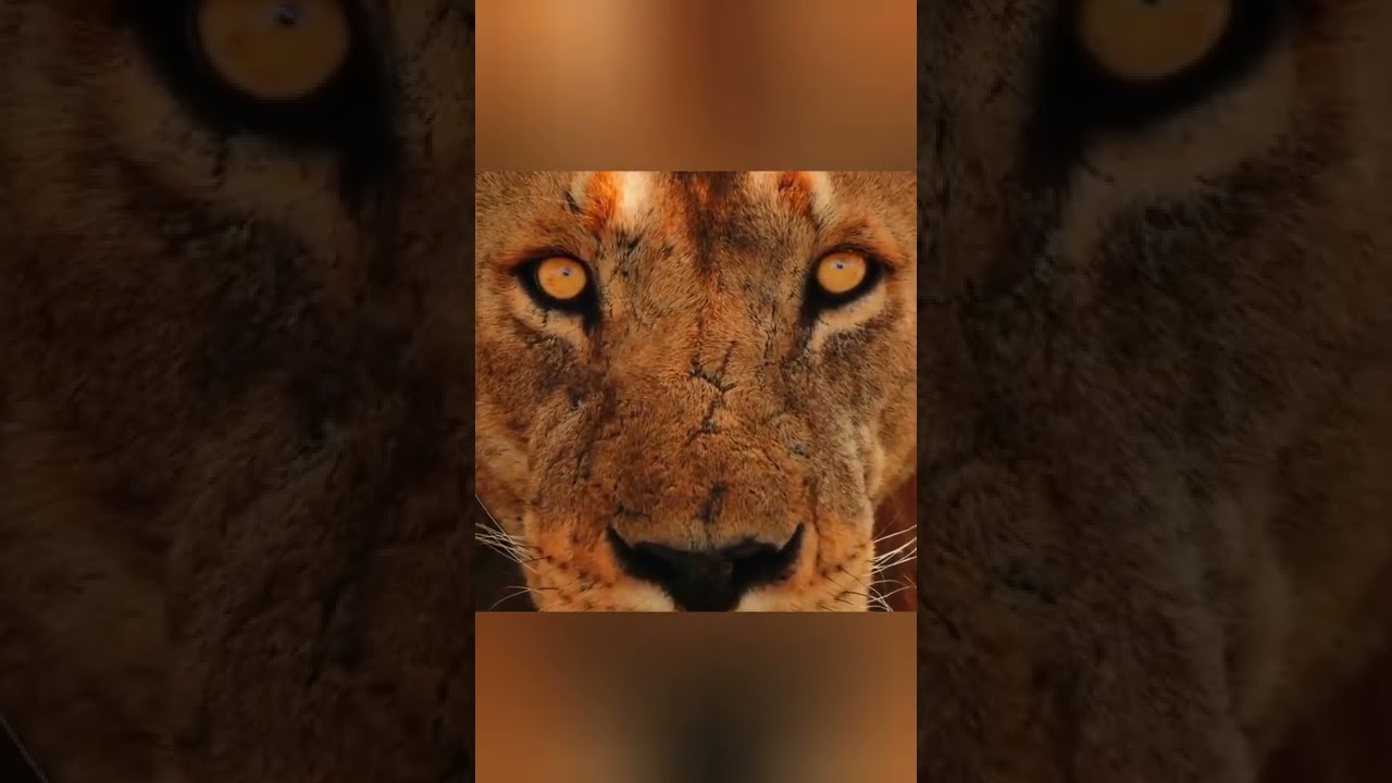 Look at the Lion eyes 🔥  Wild Lions #lions  #wildlife #animals #shorts
