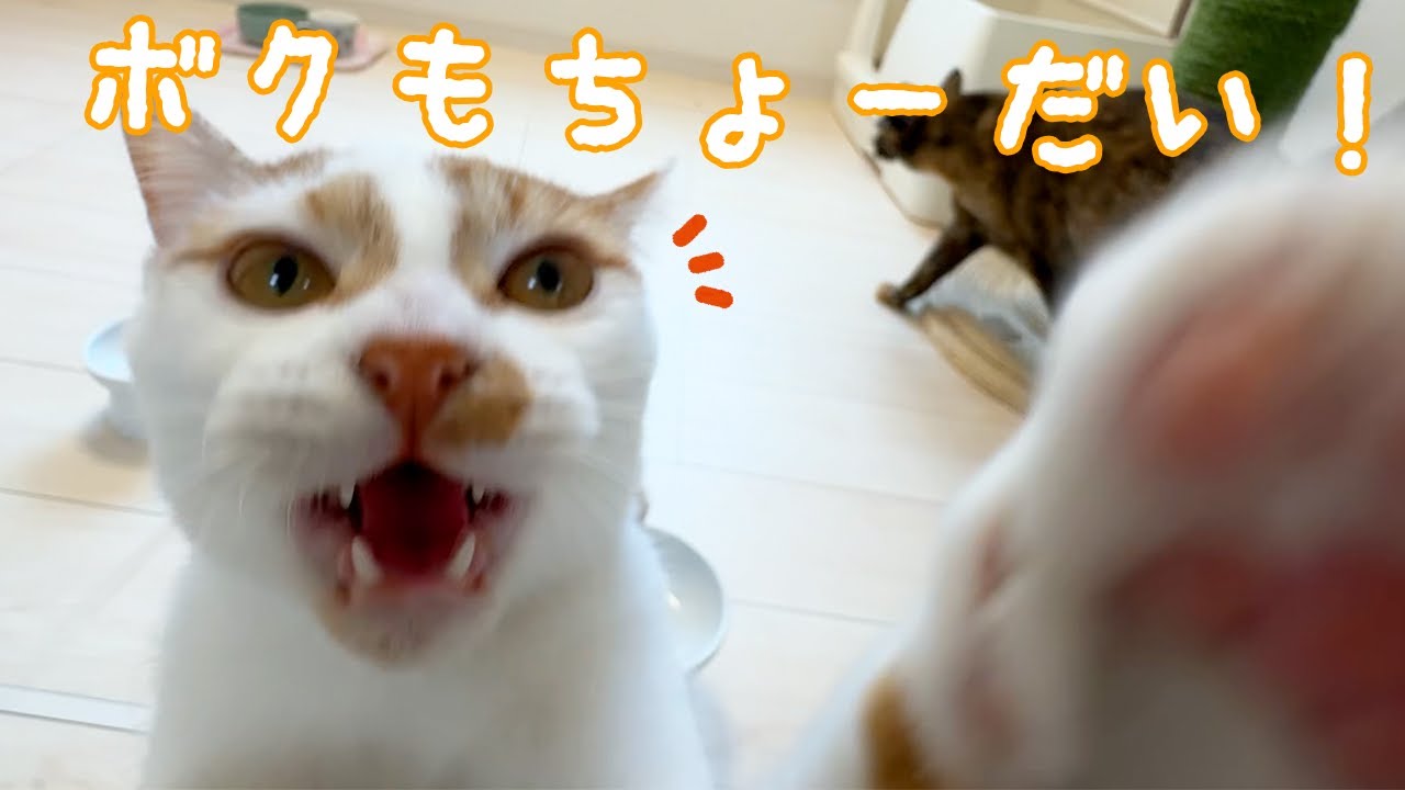 猫5匹のおやつタイムはとっても大変です…ｗ