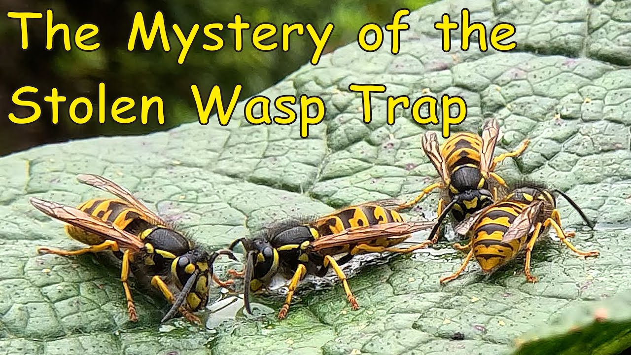 The Mystery of the Stolen Wasp Trap