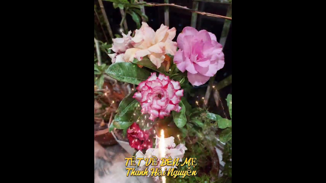 XUÂN VỀ BÊN  MẸ, Thanh Hải Nguyễn