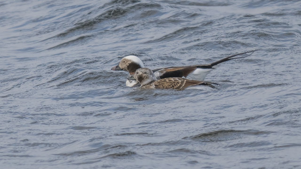 Birding Finland and Varanger 6/9 Smelror, Kiberg and Vadsø area