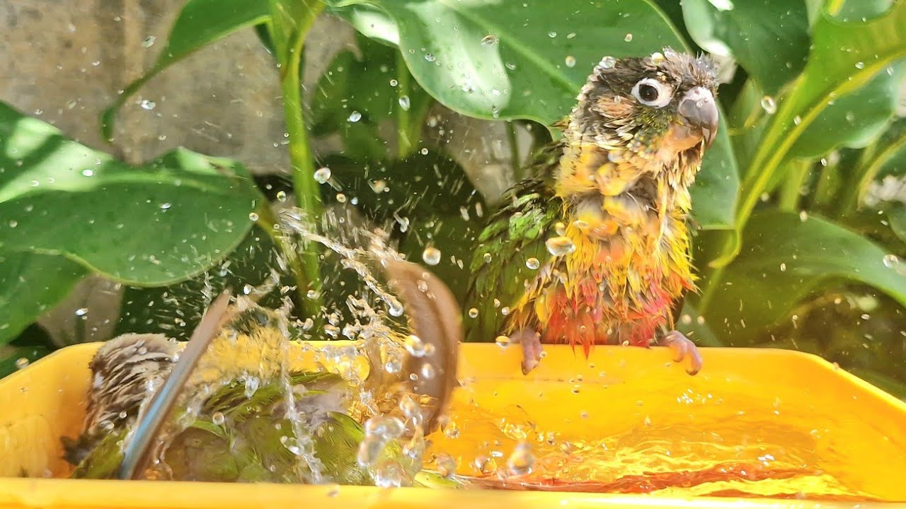 The birds are having fun taking a bath : Green cheek conure parrot bird.