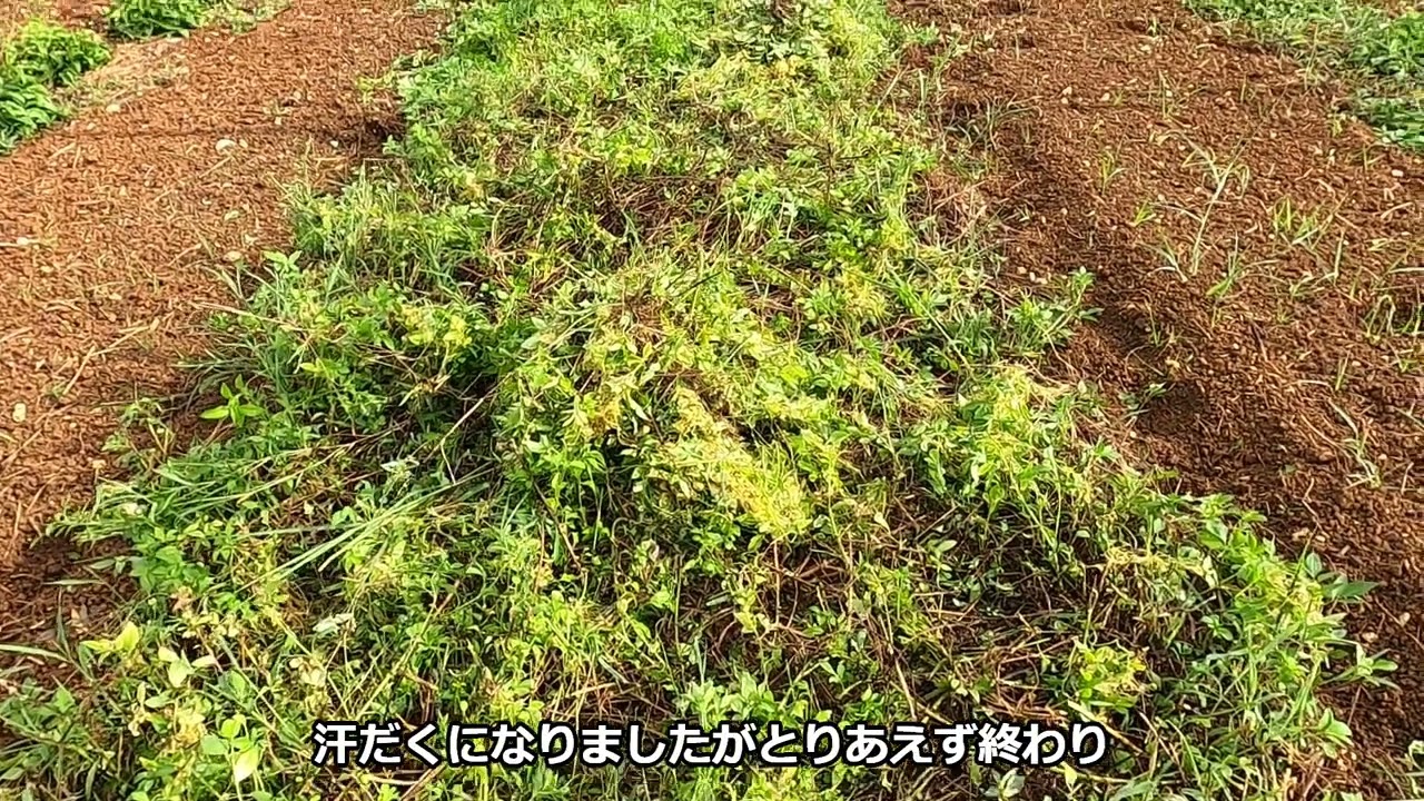 沖縄の農家が戦慄する恐怖の寄生草「ネナシカズラ」
