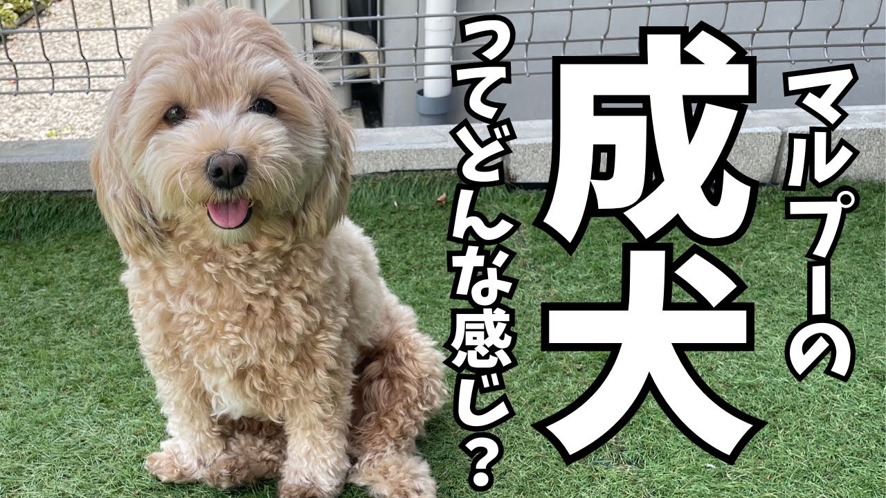 【ミックス犬】マルプーは成犬になるとどっちに似るの？かわいくない？
