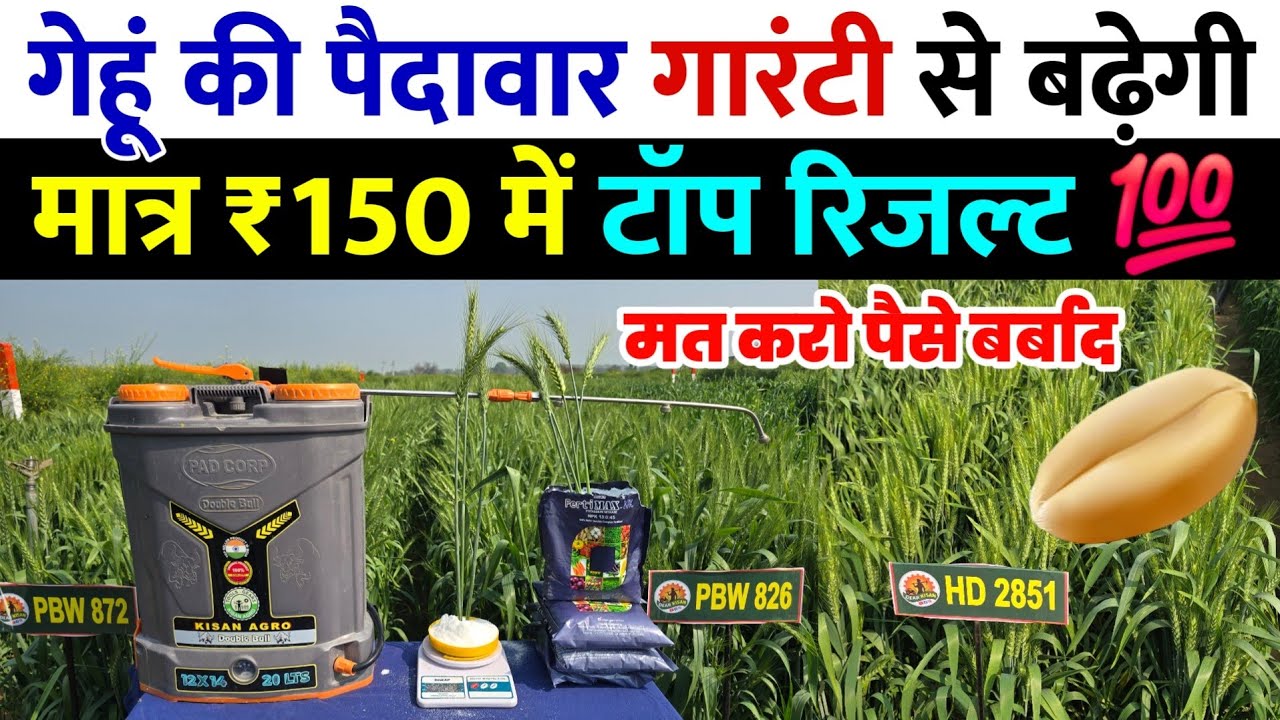मात्र ₹150 में गेहूं की पैदावार गारंटी से बढ़ेगी | gehu ka utpadan kaise badhaye | NPK 13 00 45 🌾🔥
