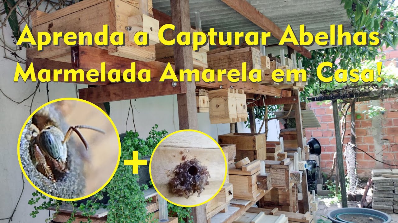 Aprenda a Capturar Abelhas Marmelada Amarela em Casa!