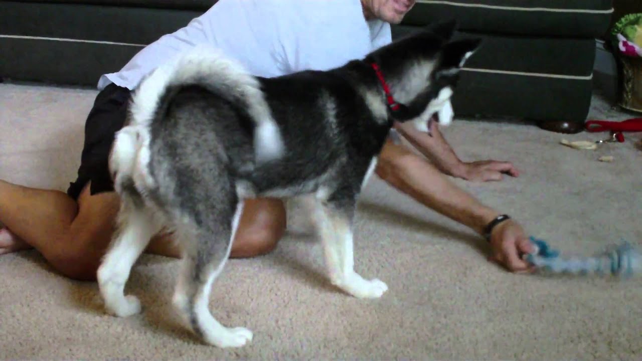 5 Month old Siberian Husky