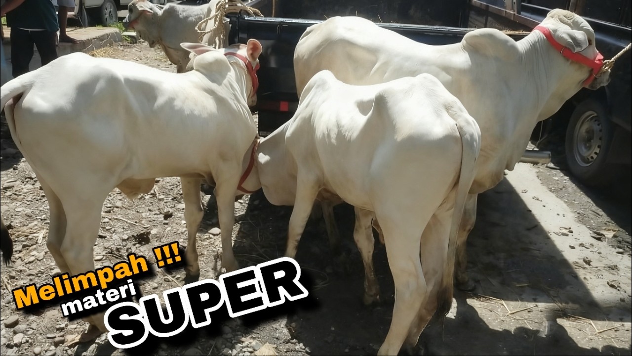 TERBARU ‼️ Full SUPER Pasar hewan ARGOPENI