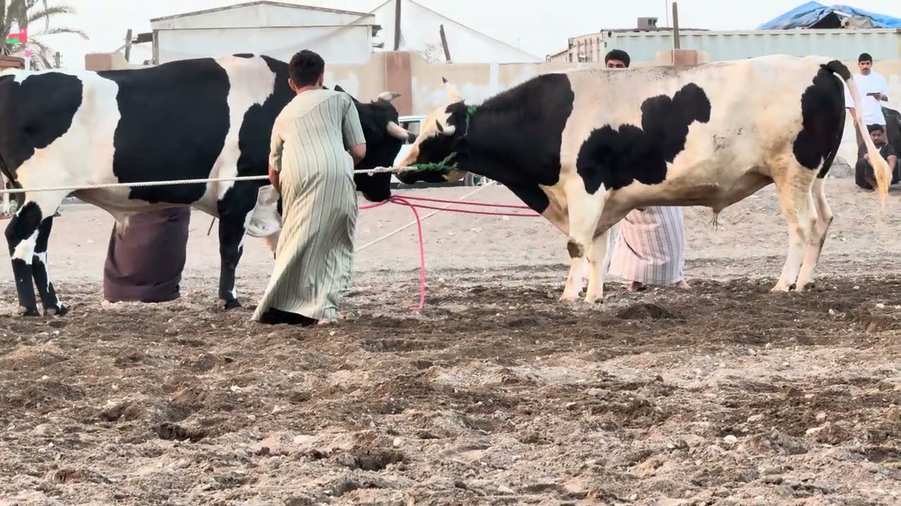 ١٦ فبراير، ٢٠٢٦