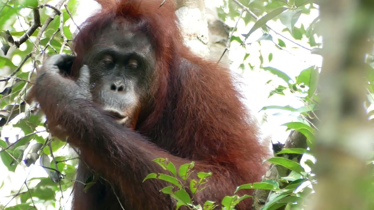 2025-11 (1) Borneo (18m00)
