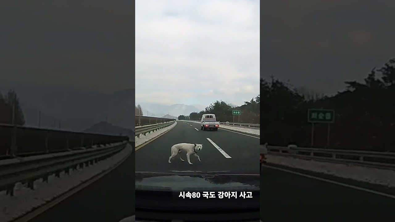 시속80 개 교통사고