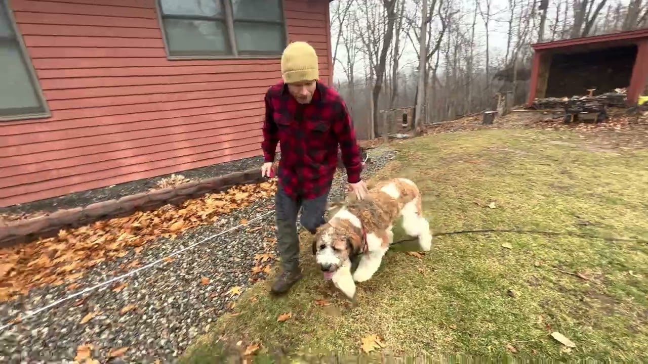 Bear the st Berdoodle learns heel