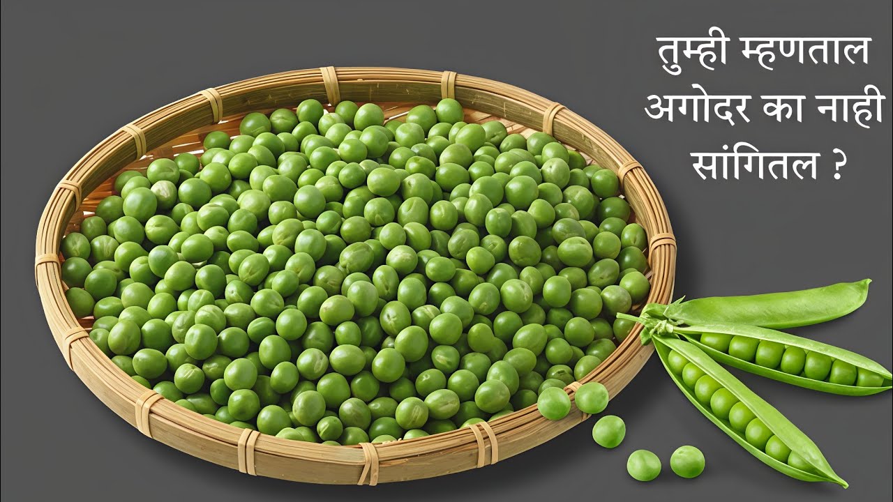 मटार संपण्याअगोदर खमंग खुसखुशीत रेसिपी नक्की ट्राय करा.