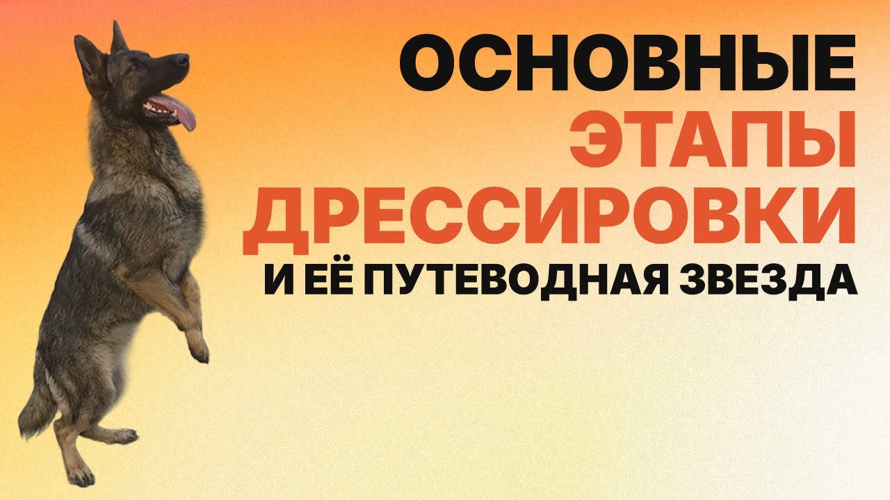 Как воспитать безупречно управляемую собаку, не ломая её внутренний мир. Dog Obedience Training.