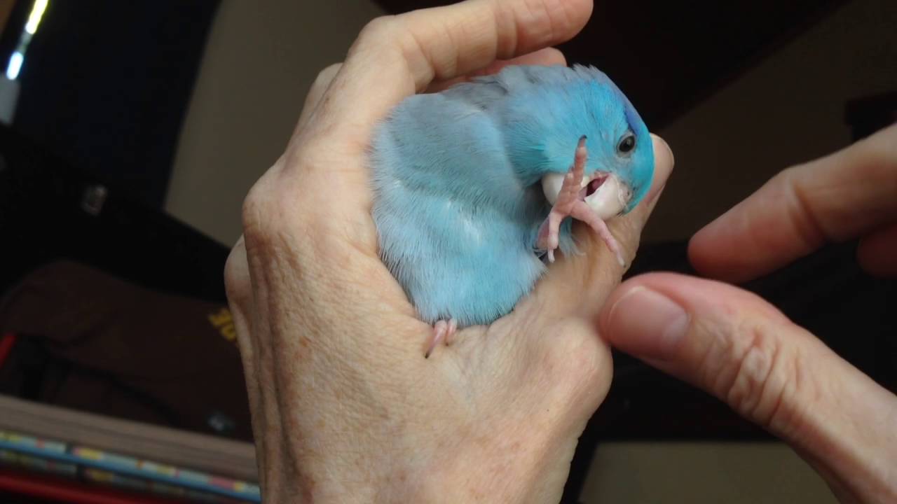 Charlie The Parrotlet Loves Morning Snuggles