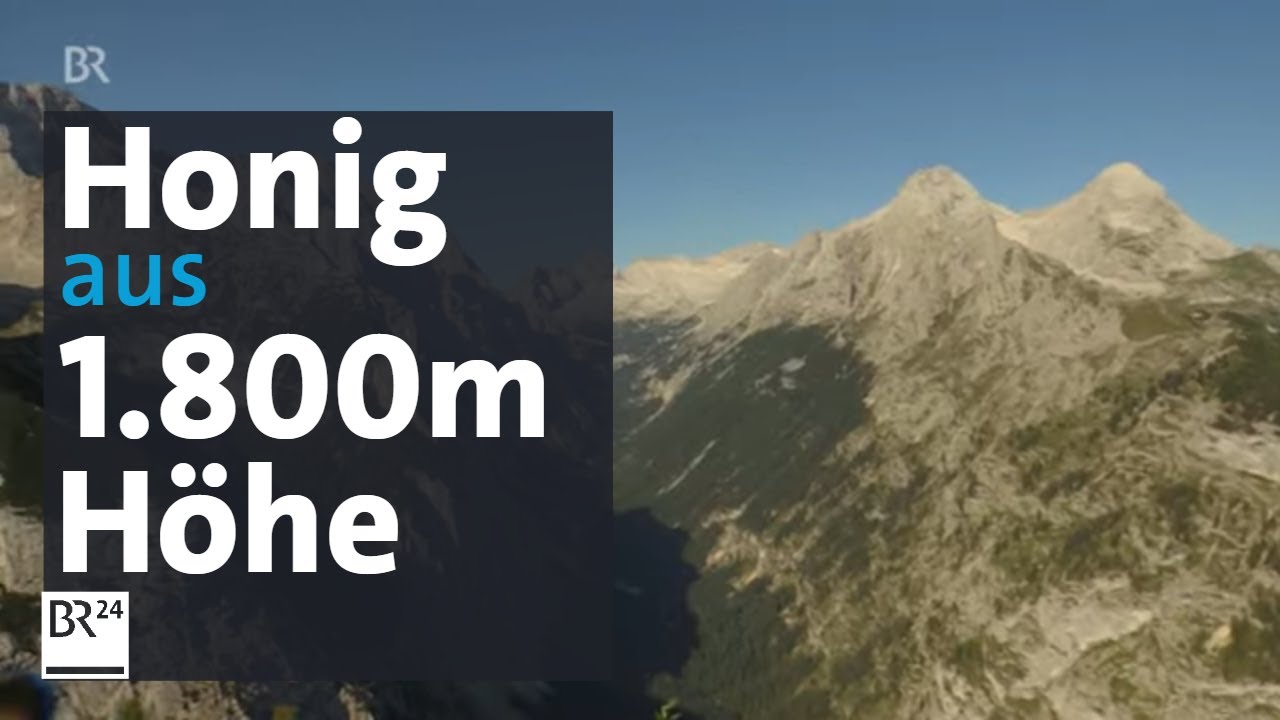 Bienen im Hochgebirge: Imker am Schachen auf 1.800 Meter Höhe | BR24