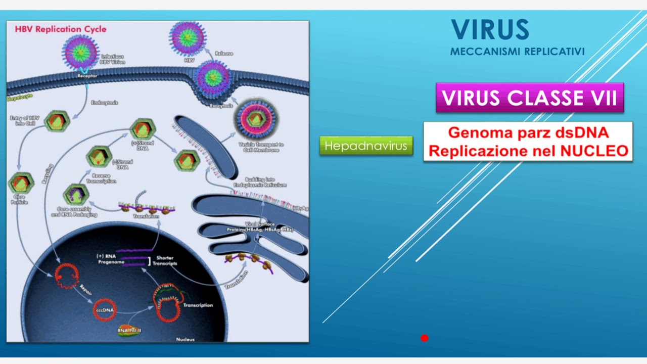 virus  meccanismi replicativi