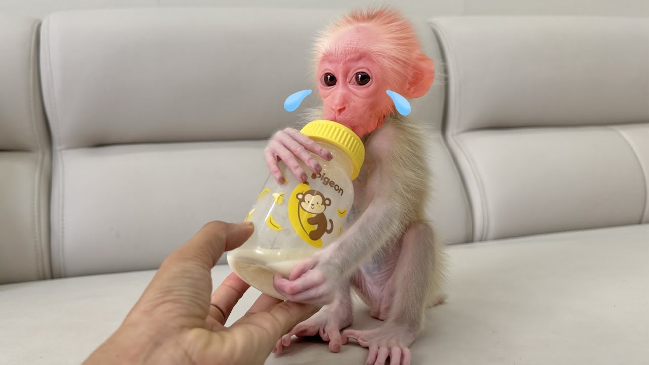 Lucky is very hungry: Ask mom for milk