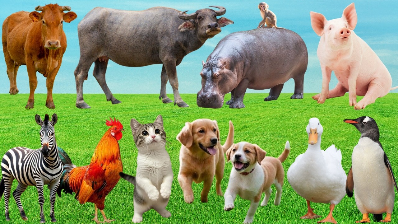 🎶 Đồng Quê Bỗng Vang Lên Giai Điệu Dễ Thương – Bò, Gà, Dê & Mèo 