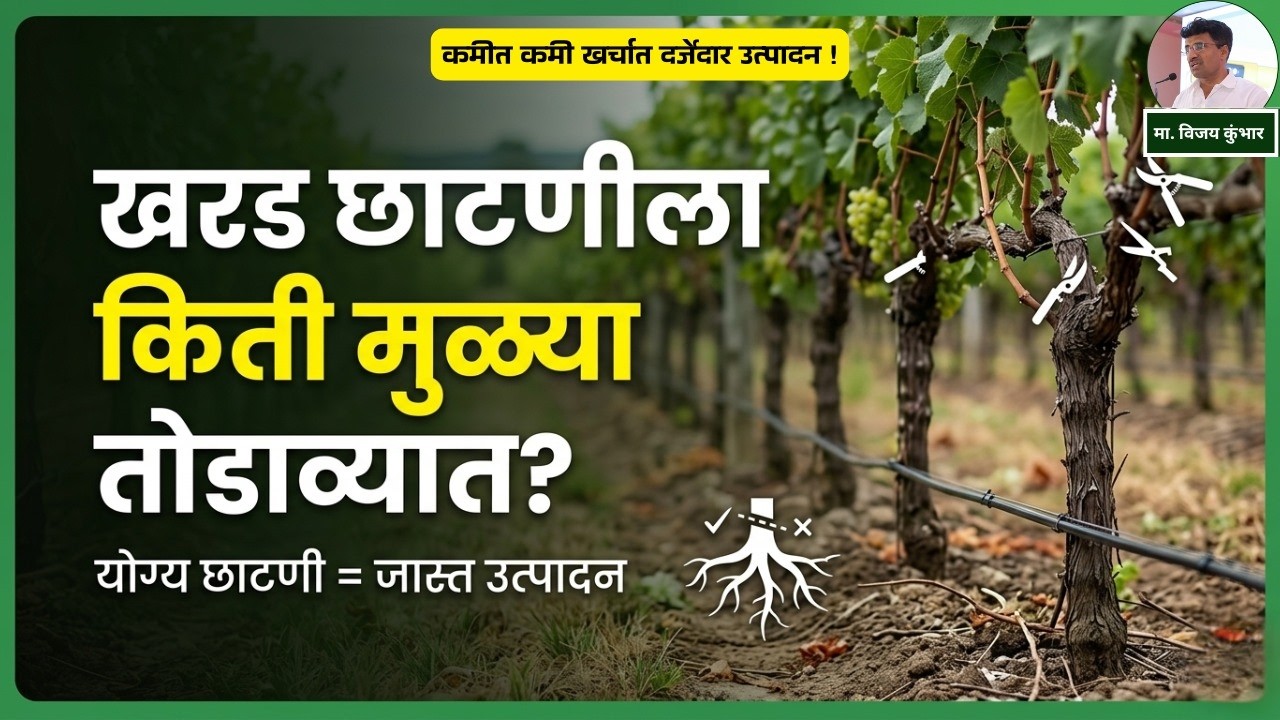 खरड छाटणी आणि रूट प्रूनिंग (Root Pruning): ३०% मुळी का तुटली पाहिजे?
