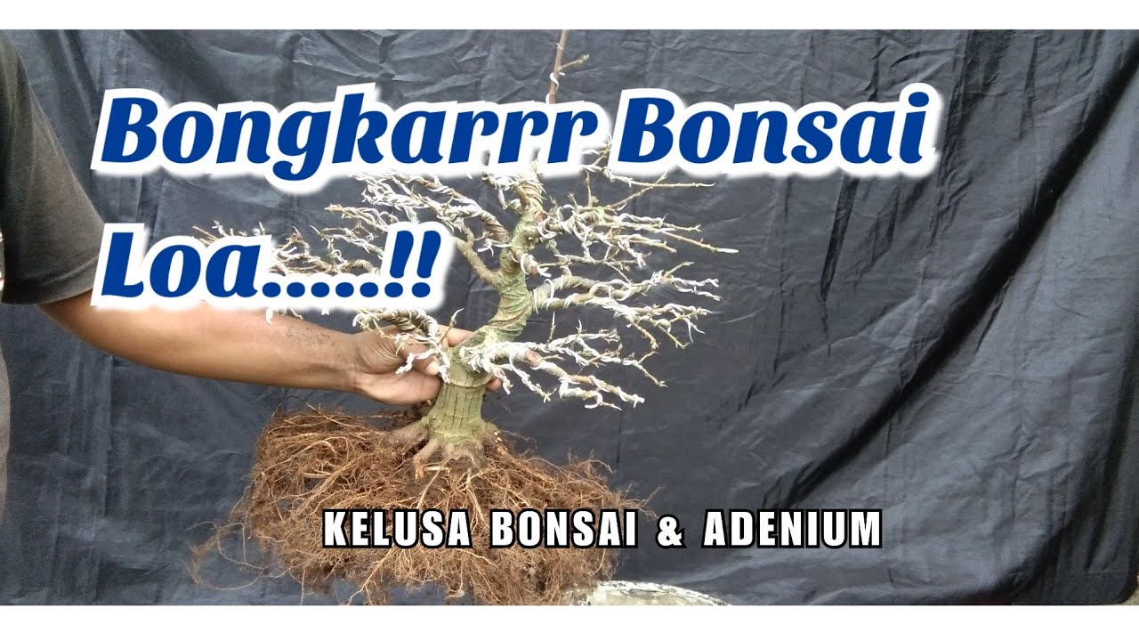 GANTI POT DAN MEDIA BONSAI LOA // UPDATE SETELAH 4 BULAN