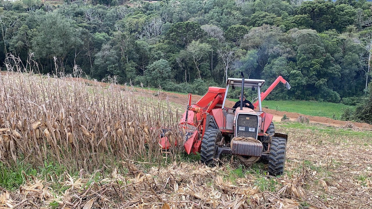 COLHEITA DE MILHO COM JM 380