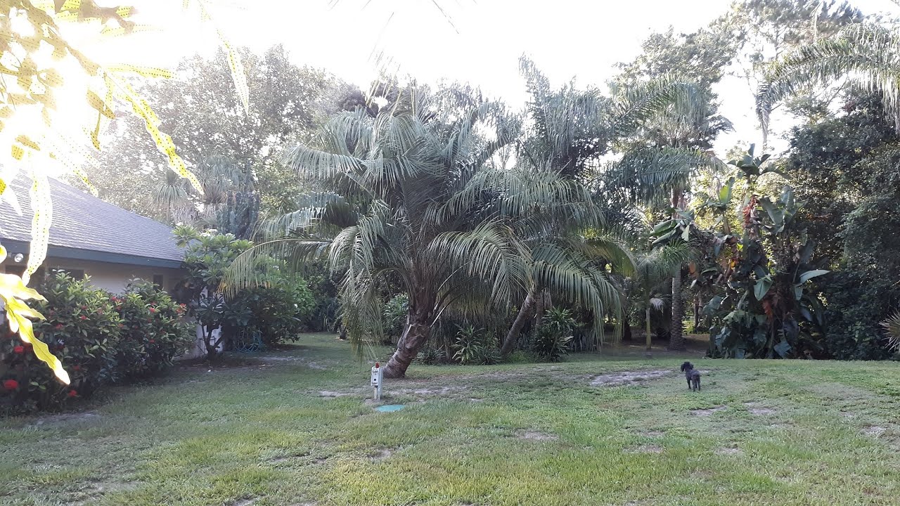 Death of a Butiagrus palm