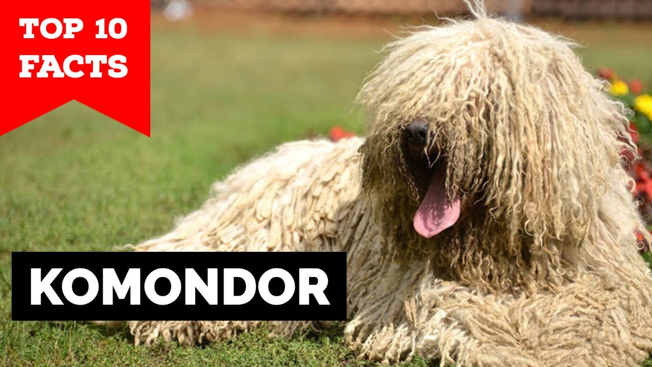 Komondor - Top 10 Facts