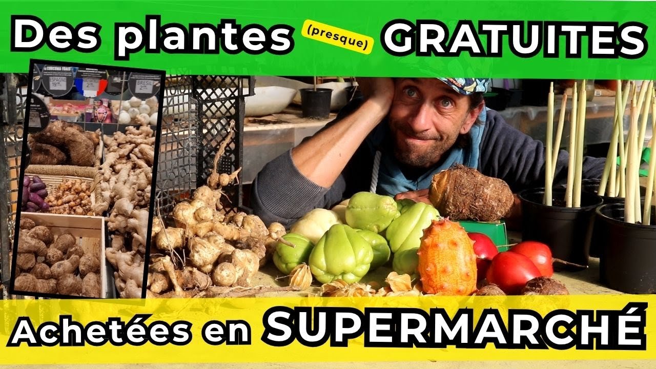 Des plantes presque GRATUITES achetées en GRANDE SURFACE... Bonne idée ou pas ?