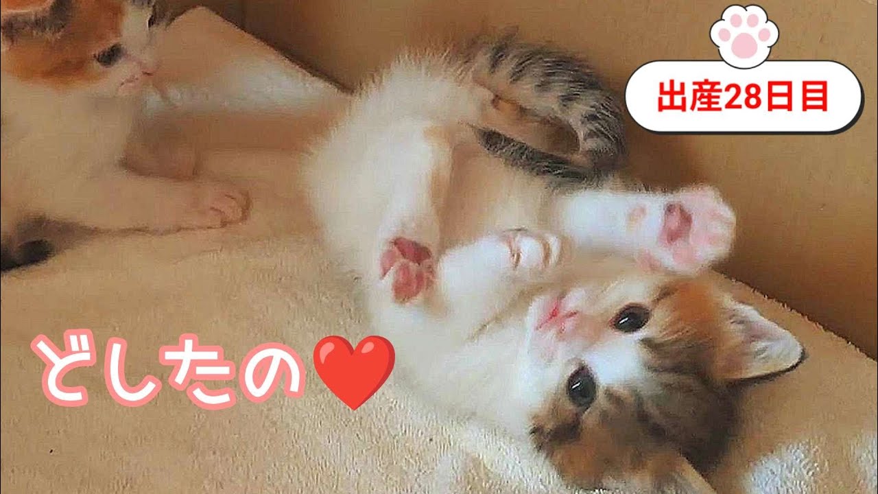 [生後28日目]急にこけるのは子猫あるあるなんですかね❤️