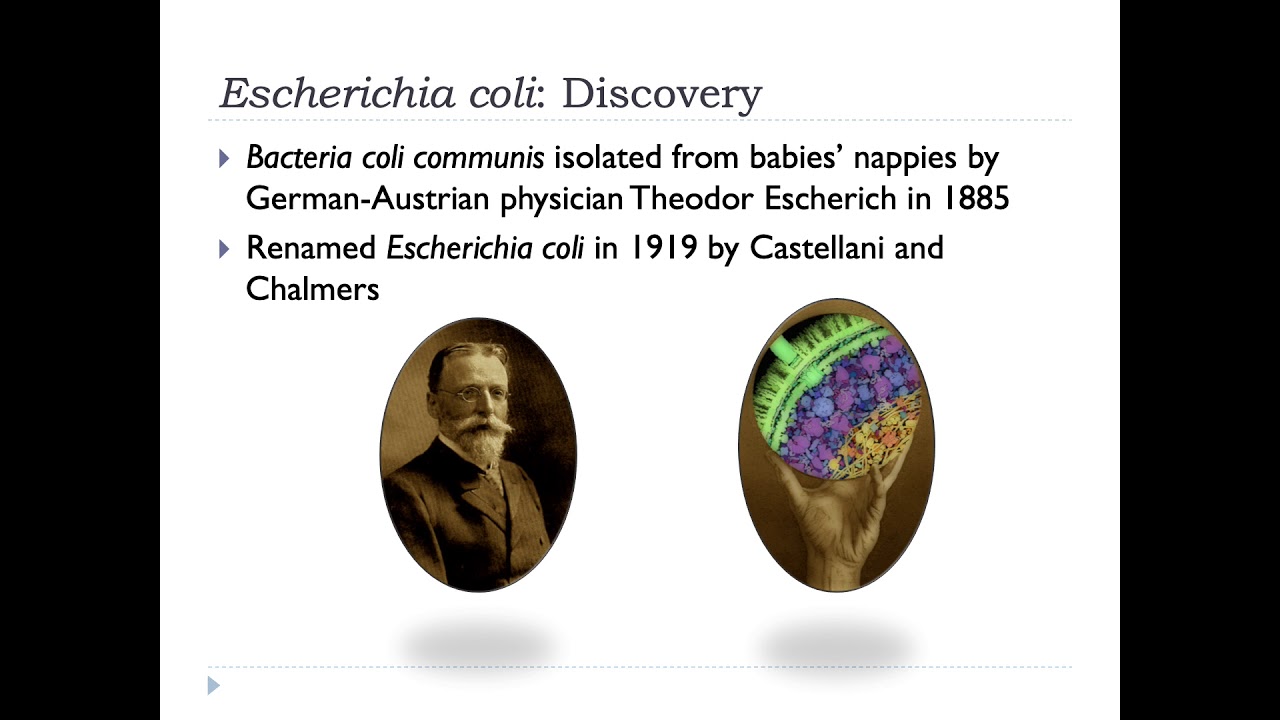 Bio6017A Lecture 23: Escherichia coli: Case studies in evolution
