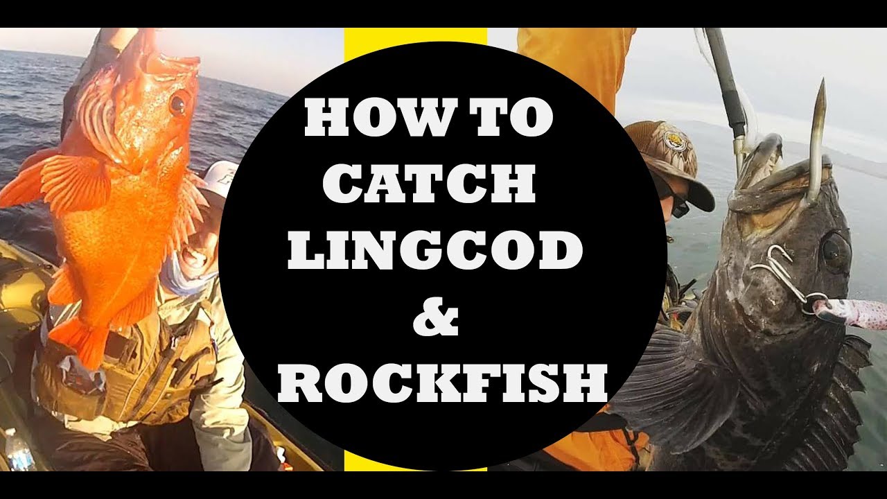 How to Catch Rockfish and Lingcod - Tips and Techniques