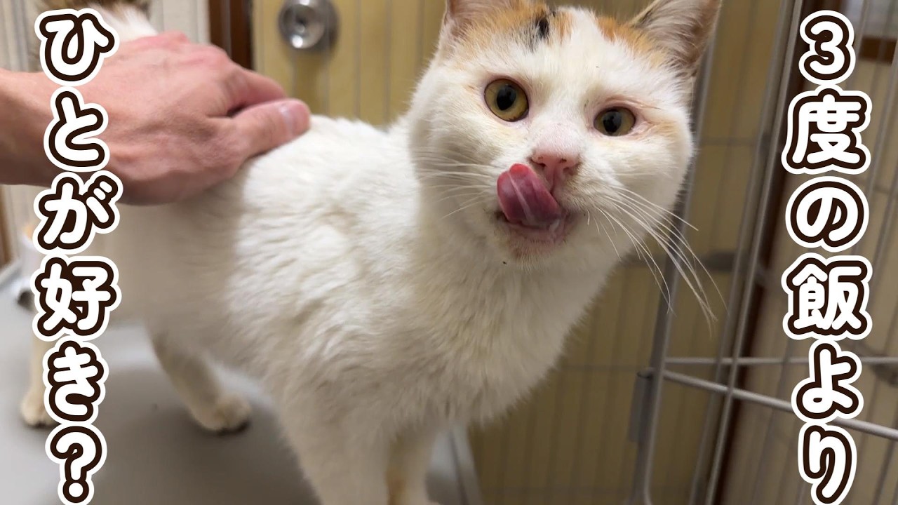 新入り猫の人馴れが凄すぎで逆に手持ち無沙汰ですよね