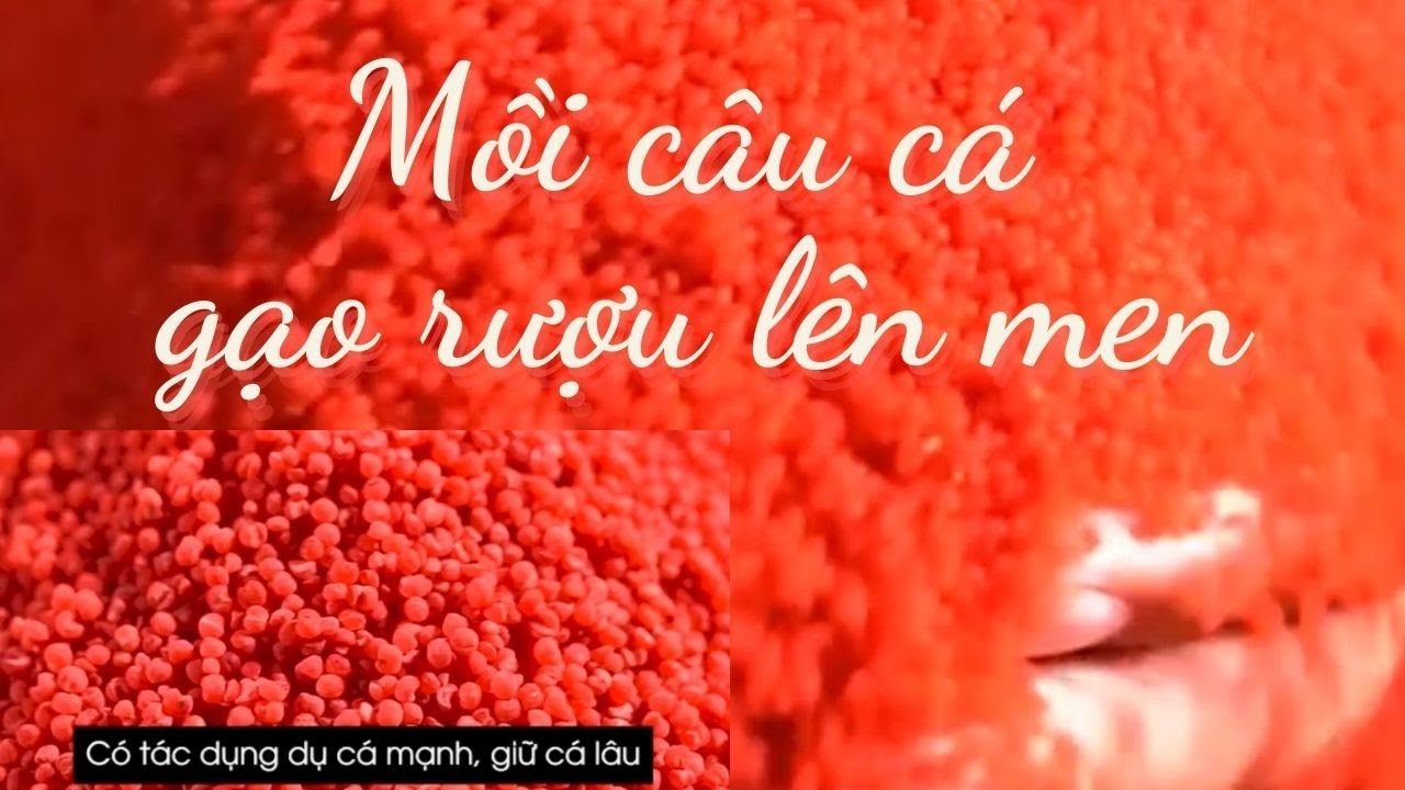 Mồi câu cá-mồi xả- Gạo-rượu-câu-cá-chép-cá-trắm| Cách làm gạo rượu câu cá.