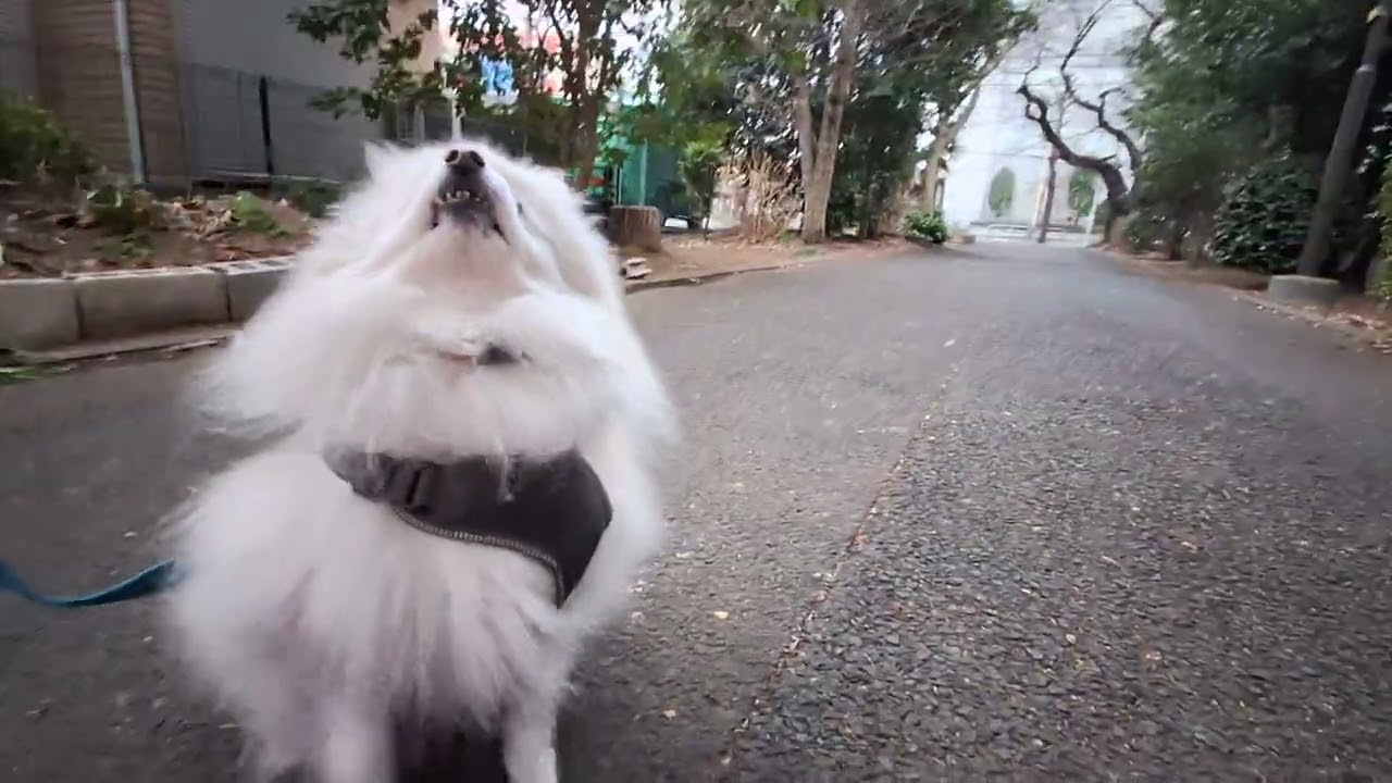 2026年2月18日水曜日　ポメラニアン？🐶　お散歩　テテ！