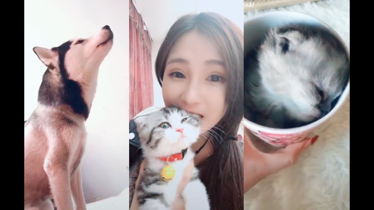 【抖音排行榜】那些抖音上萌死人的宠物 20180423