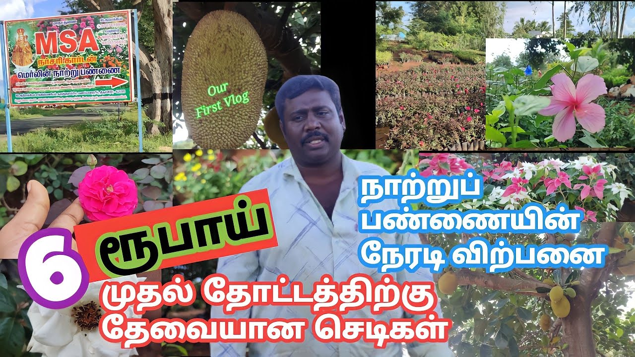 நாற்றுப் பண்ணையின் நேரடி விற்பனை/நம்ம ஊரு அருகில்/ரோஜா செடிகள்/Kavish World