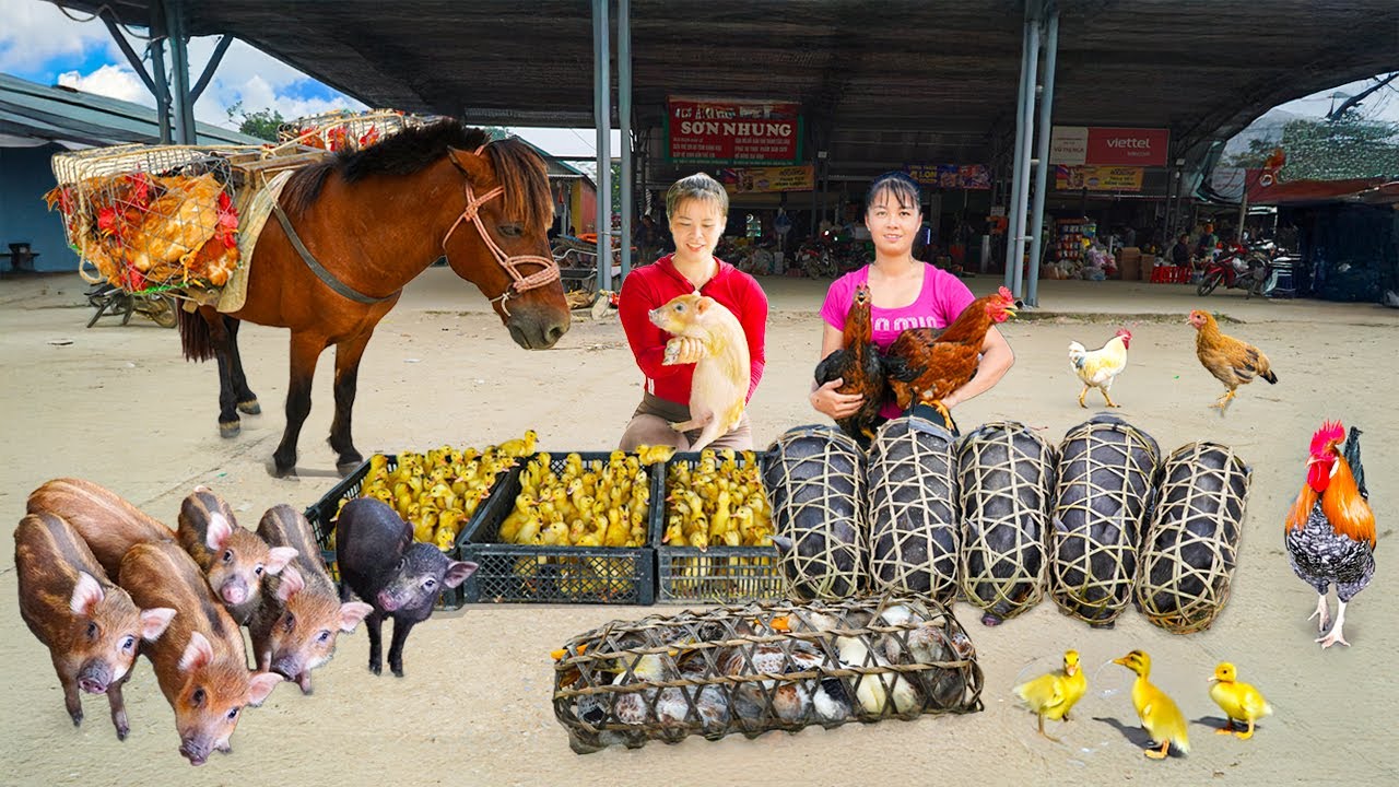 Using a Horse to Go to Market to Buying 100+ kg Chickens, Ducks & Pigs – Building Chicken Coop